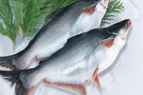 pangasius-price-in-july---2022-751657762249