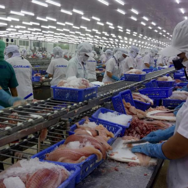 the-price-of-commercial-pangasius-increased-sharply-1001656335093